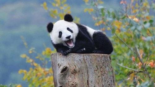 熊猫娱乐吃瓜酱,揭秘娱乐圈幕后故事